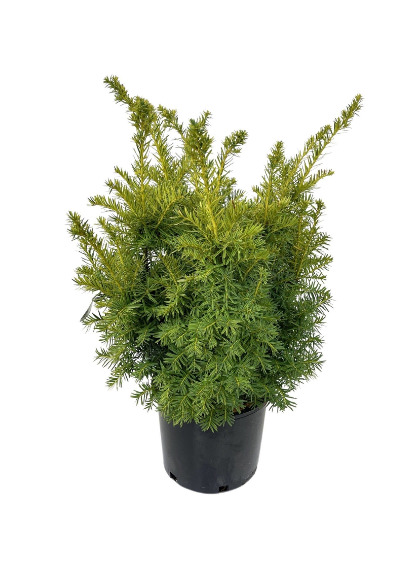 Taxus cuspidata 'Dwarf Bright Gold' 3 Gallon