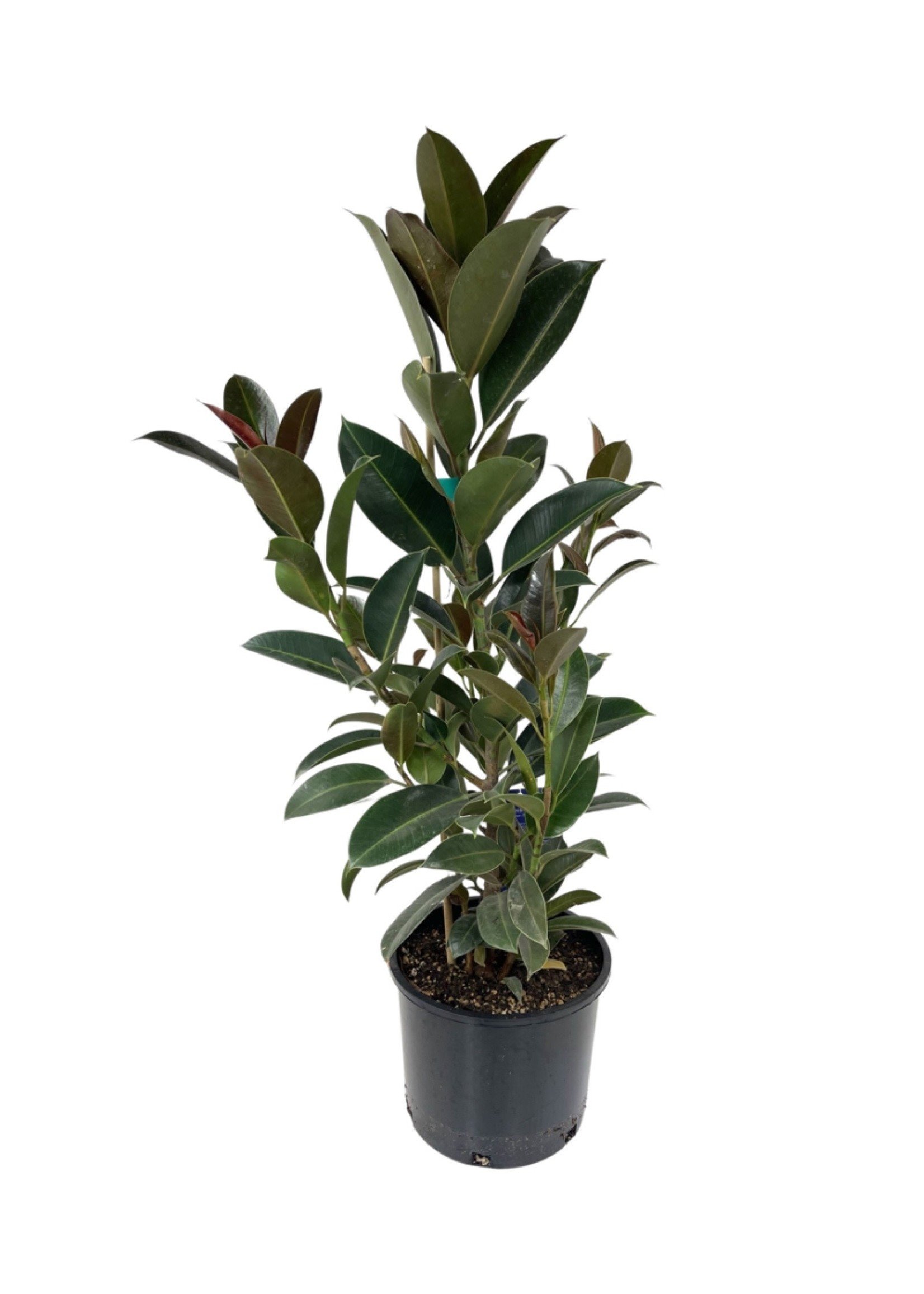 Ficus elastica 'Melany' 3 Gallon