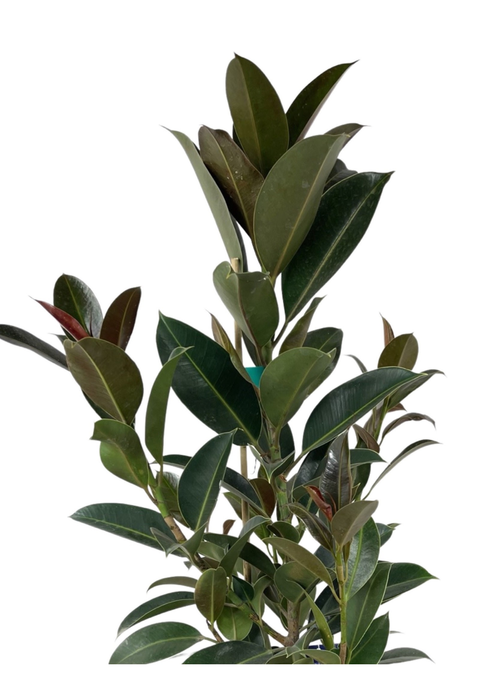 Ficus elastica 'Melany' 3 Gallon