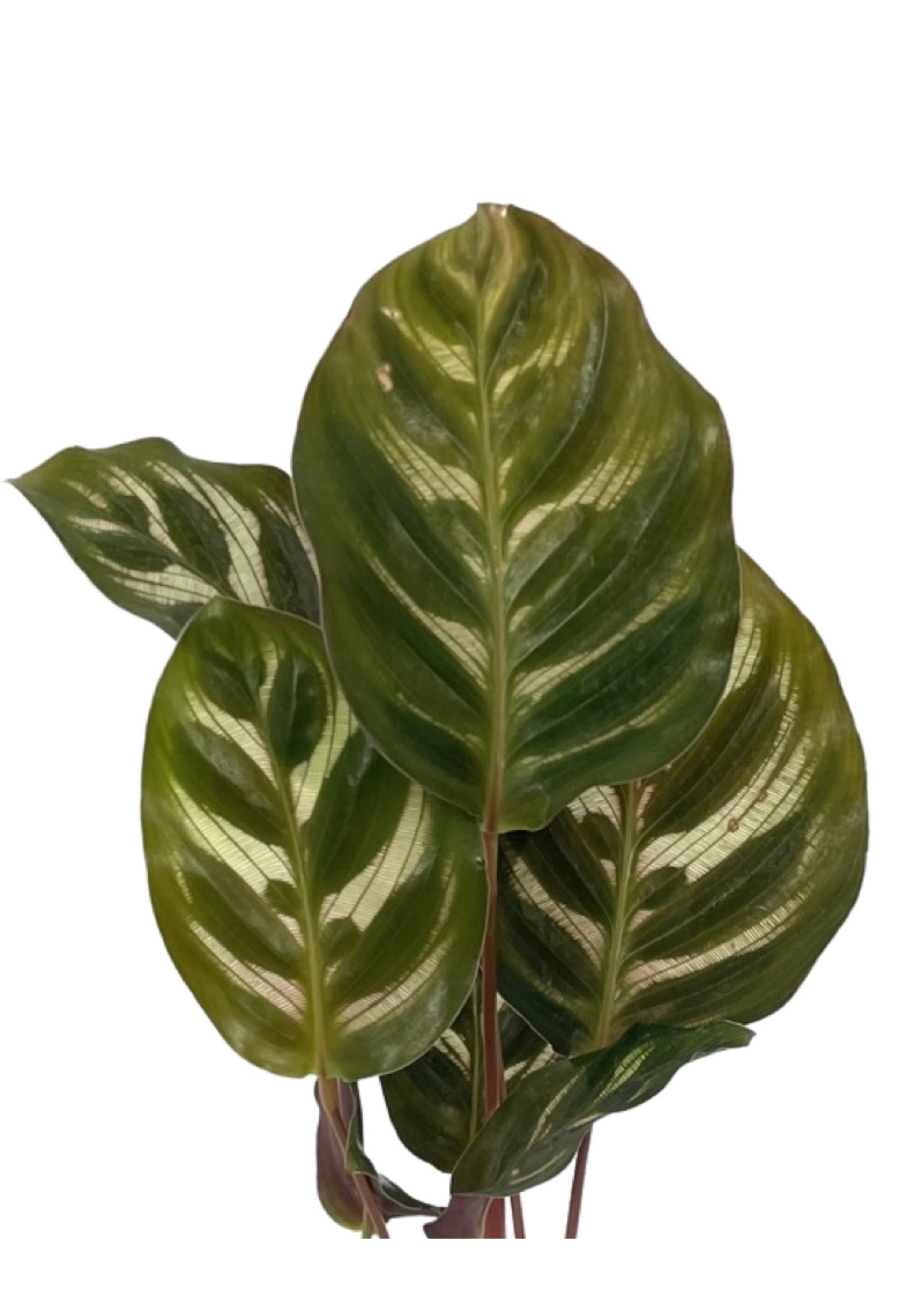 Calathea makoyana 2 Inch