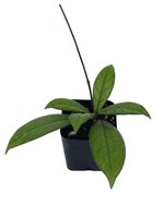Hoya crassipetiolata 2 Inch