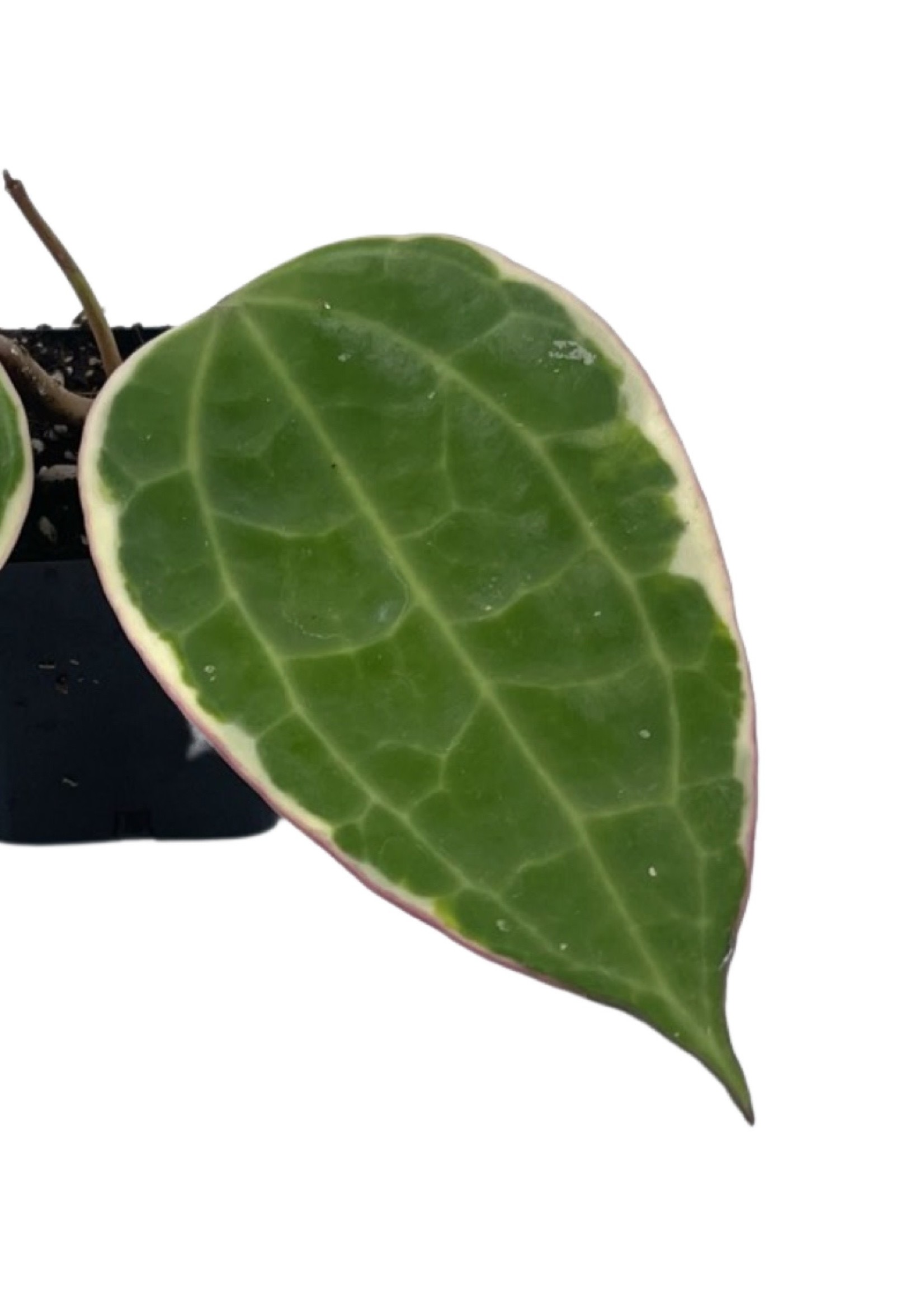 Hoya microphylla 2 Inch