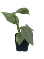 Philodendron 'Silver Sword' 2 Inch