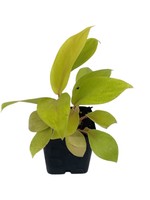 Philodendron 'Malay Gold' 2 Inch
