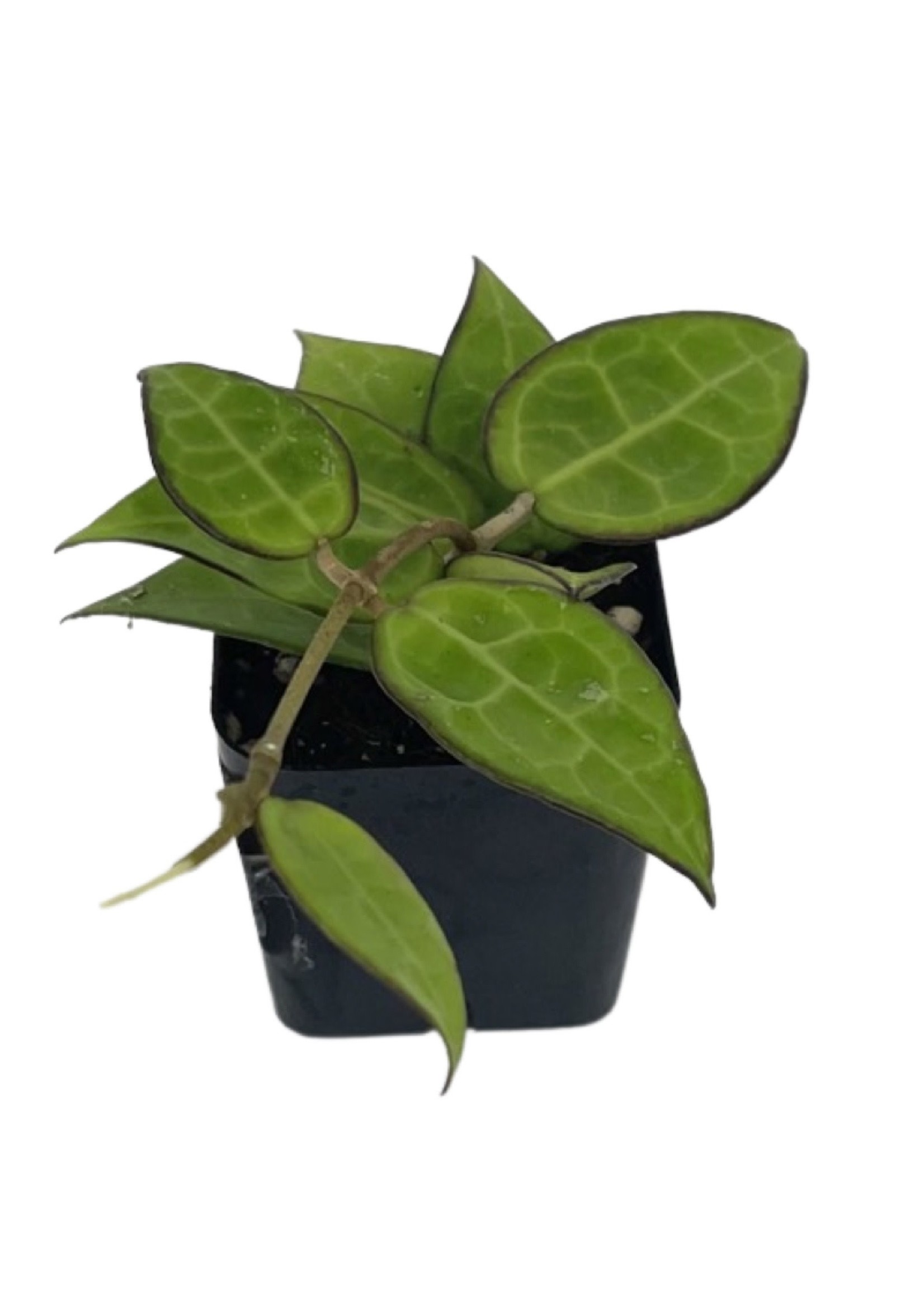 Hoya parasitica 'Black Margin' 2 Inch