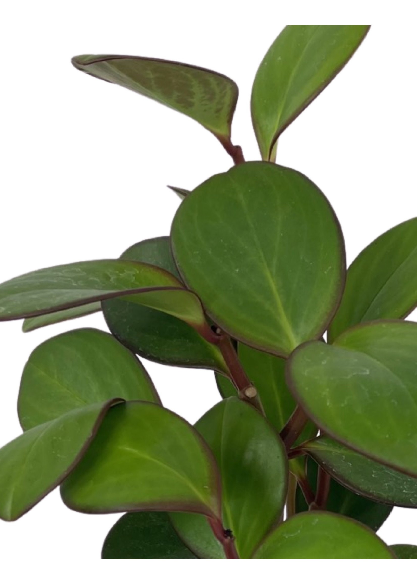 Peperomia 'Obtipan Emerald Isle' quart