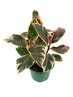 Ficus elastica 'Tineke'