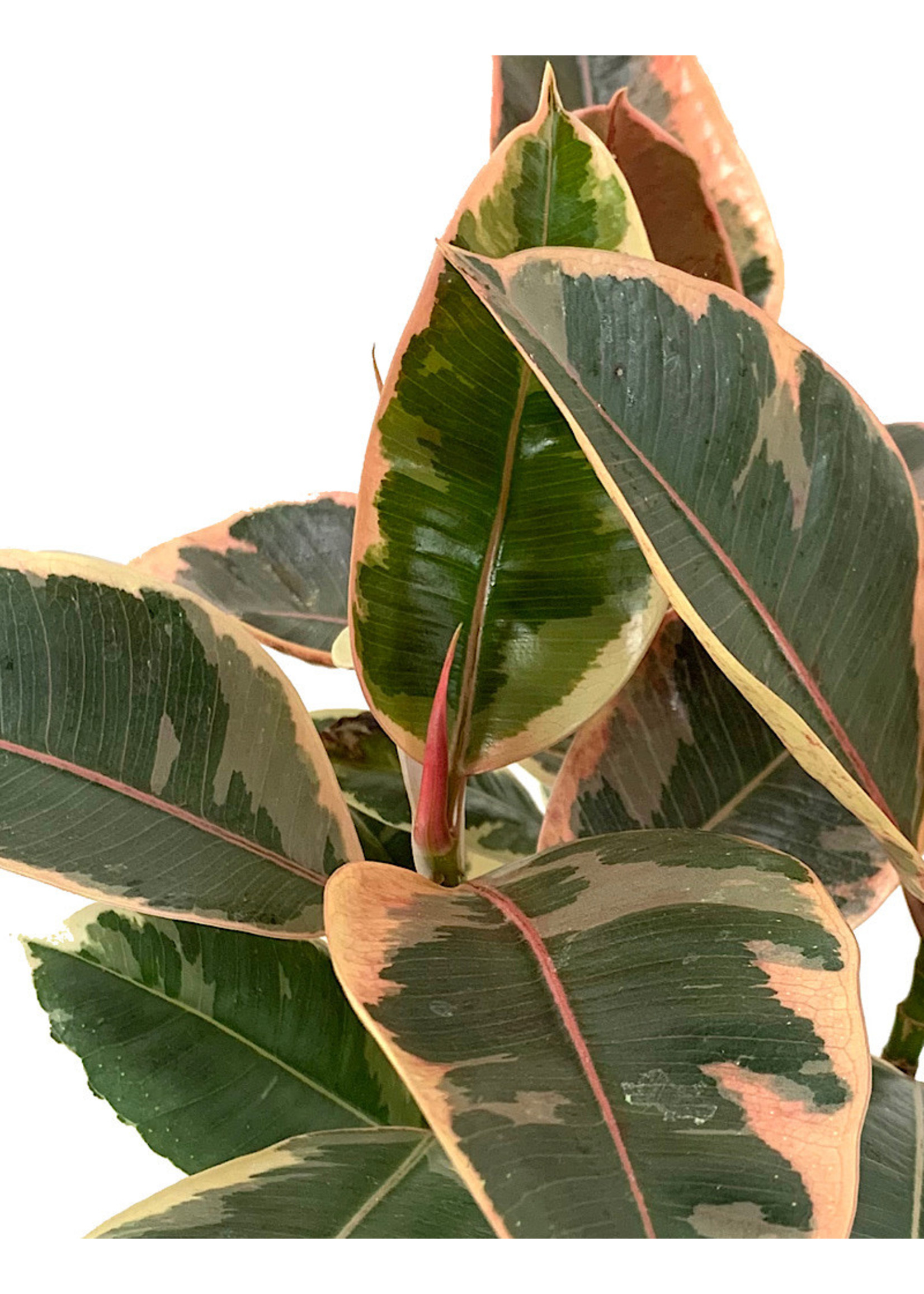 Ficus elastica 'Tineke'