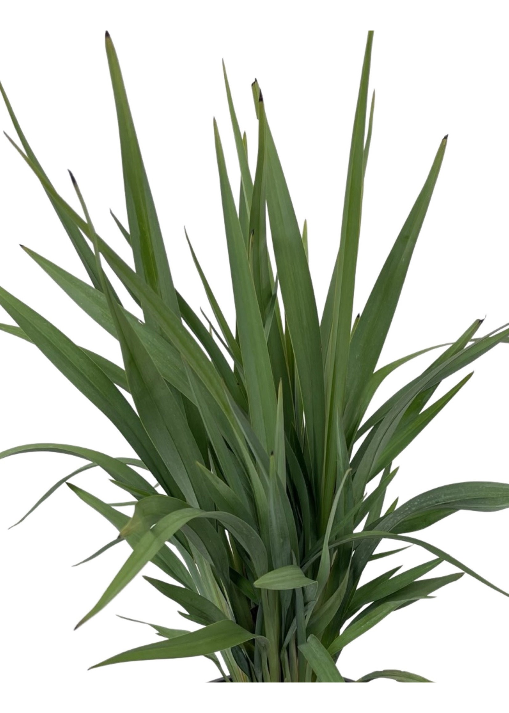 SOUTHERN LIVING 2.5 Qt. Clarity Blue Dianella Plant with Grass-Like Powder  Blue Foliage 9351Q - The Home Depot