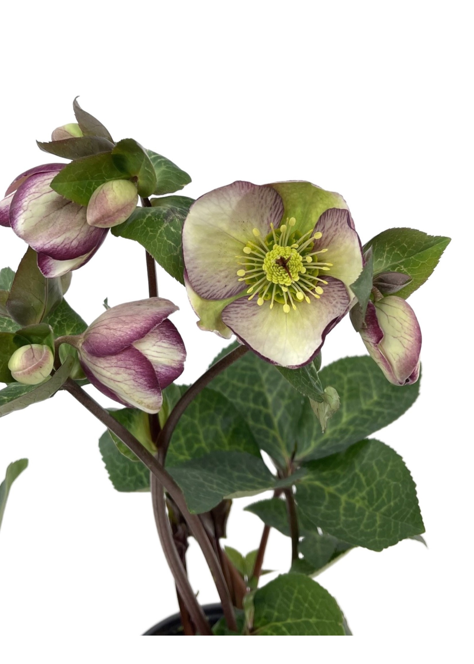 Helleborus 'Glenda's Gloss' 1 Gallon