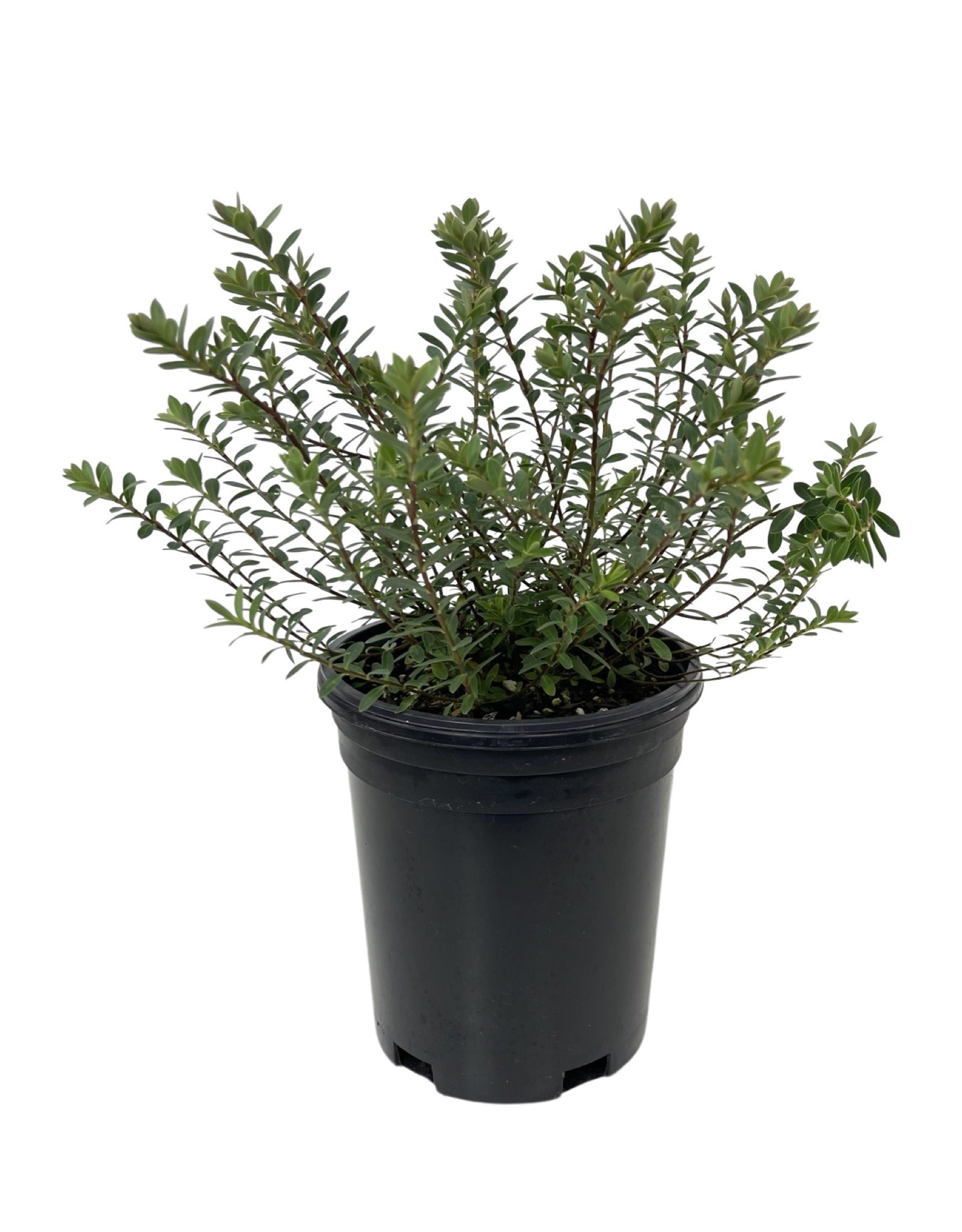 Hebe 'Western Hills' 1 Gallon The Garden Corner