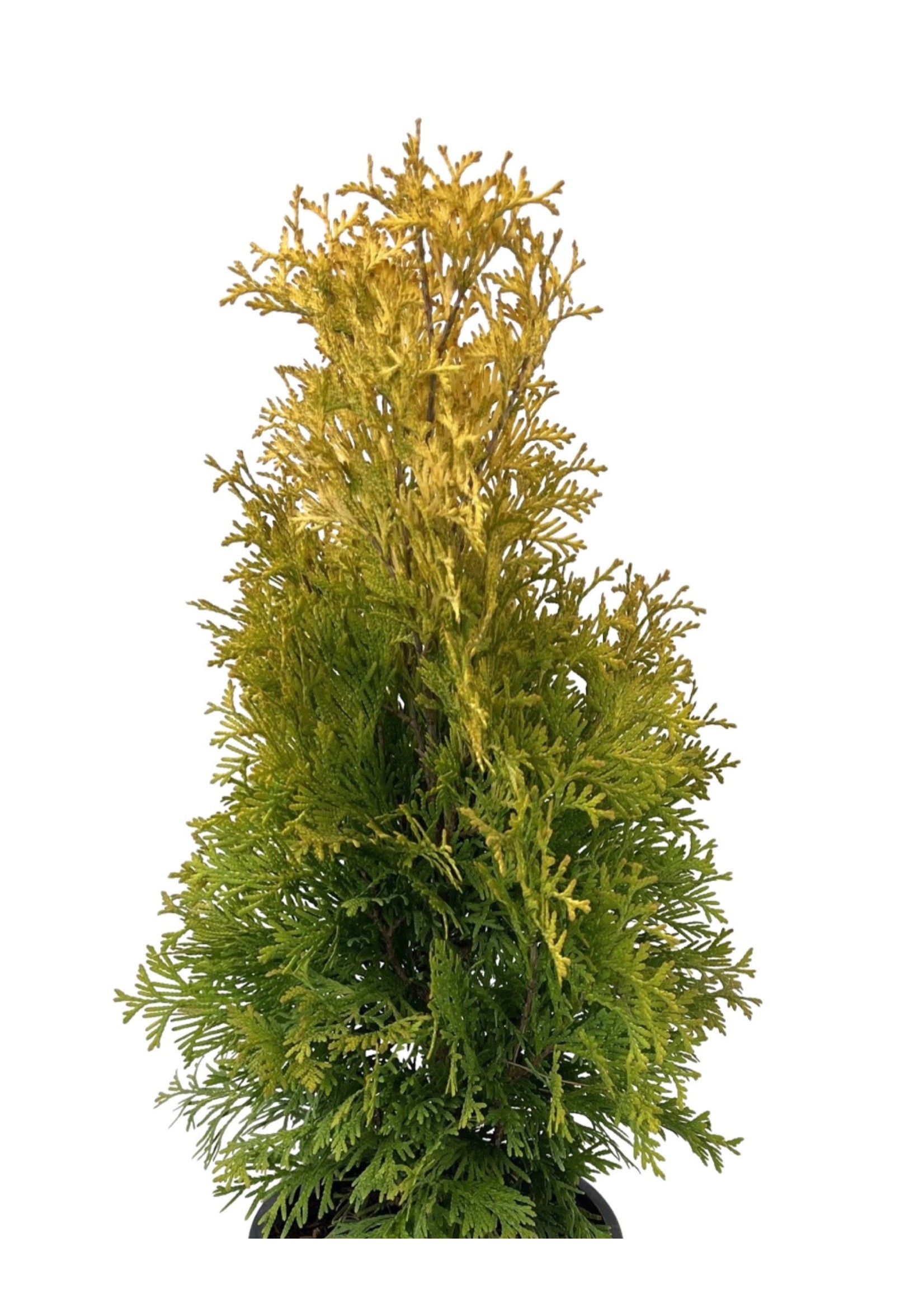 Thuja occidentalis 'Jantar'  1 Gallon