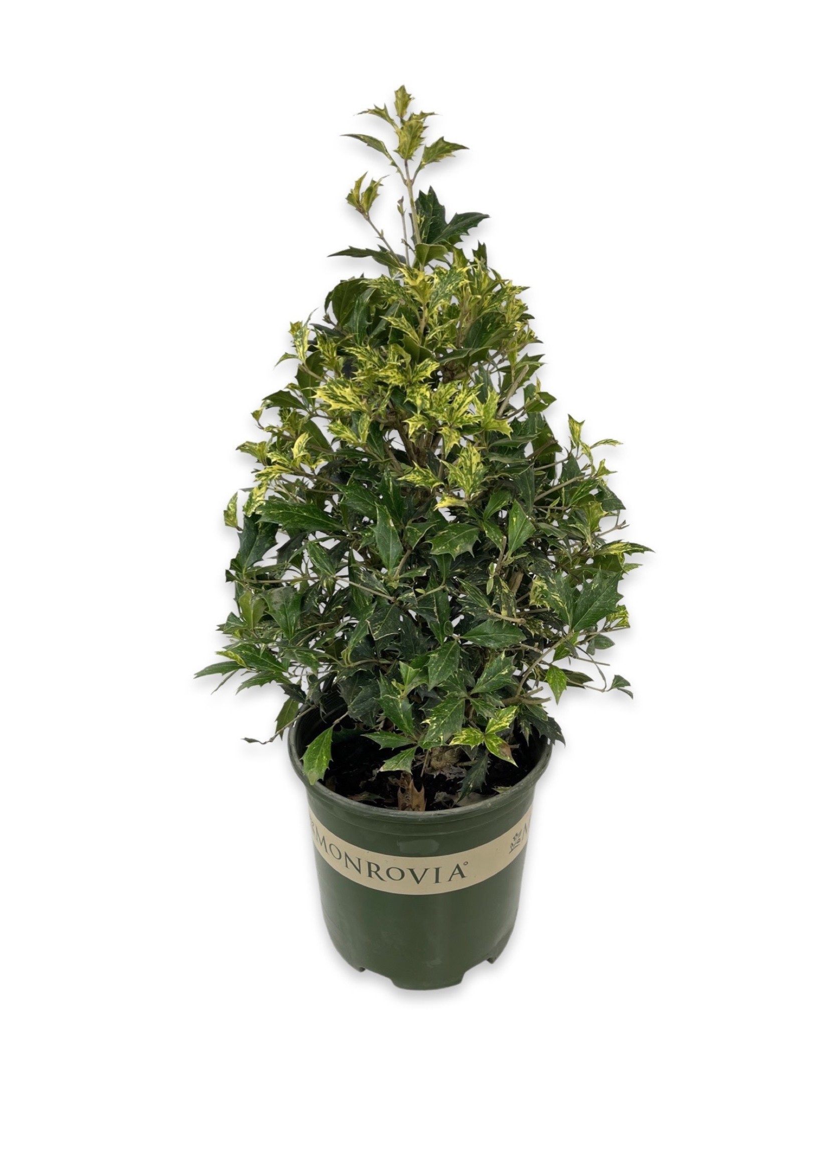 Osmanthus heterophyllus ‘Goshiki’