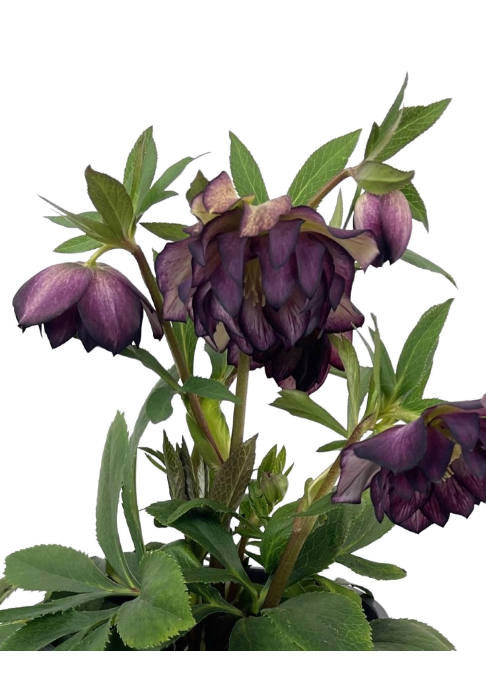 Helleborus North Star 'Garnet Frills' 1 Gallon