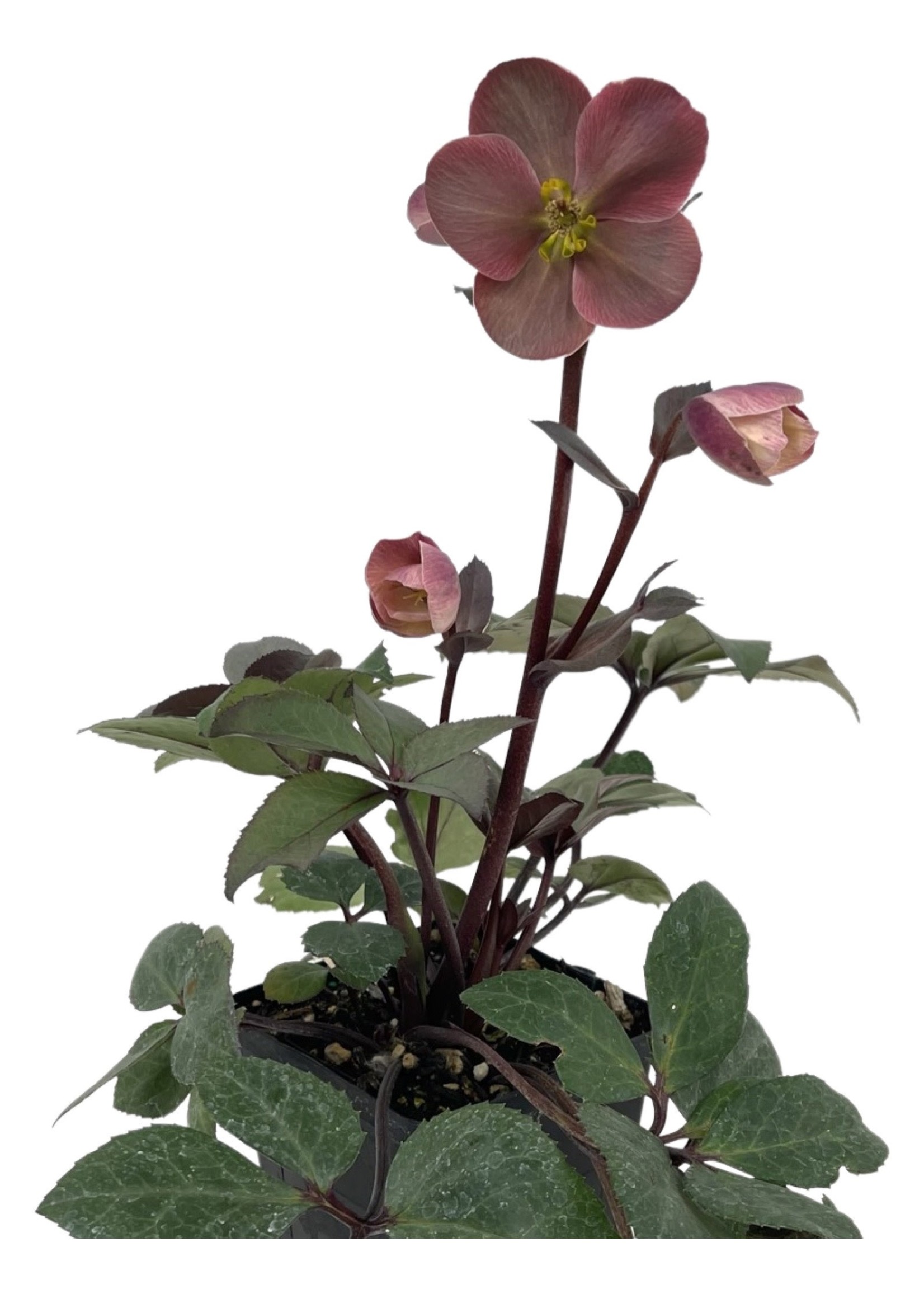 Helleborus 'Pink Frost' Quart