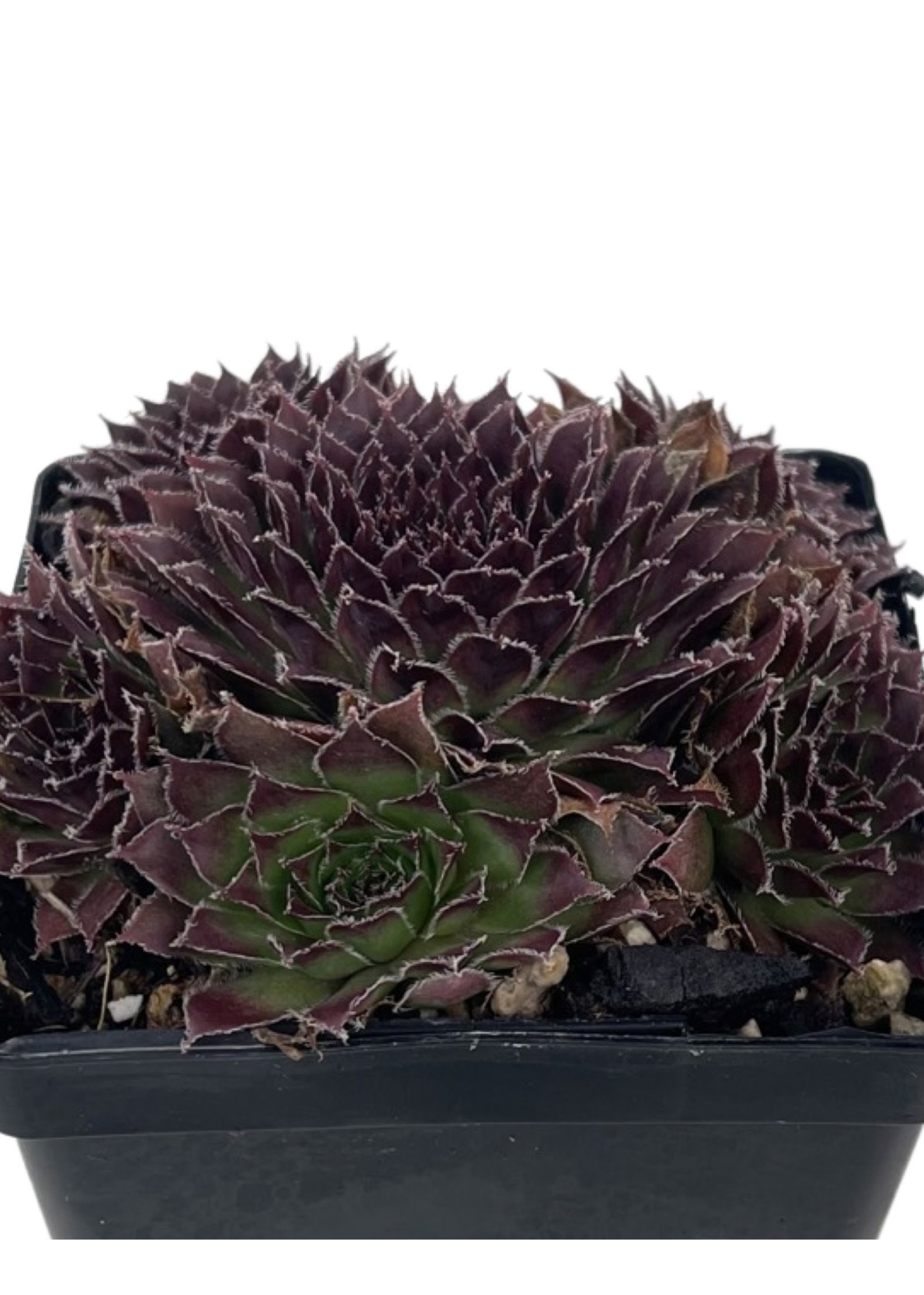 Sempervivum 'Pacific Trails' 4 inch