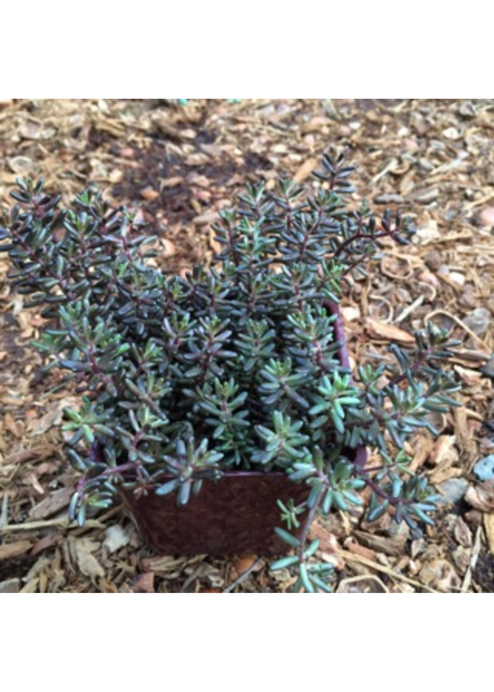 Sedum album 'Black Pearl' 4 Inch