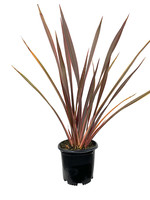 Phormium tenax 'Sundowner'