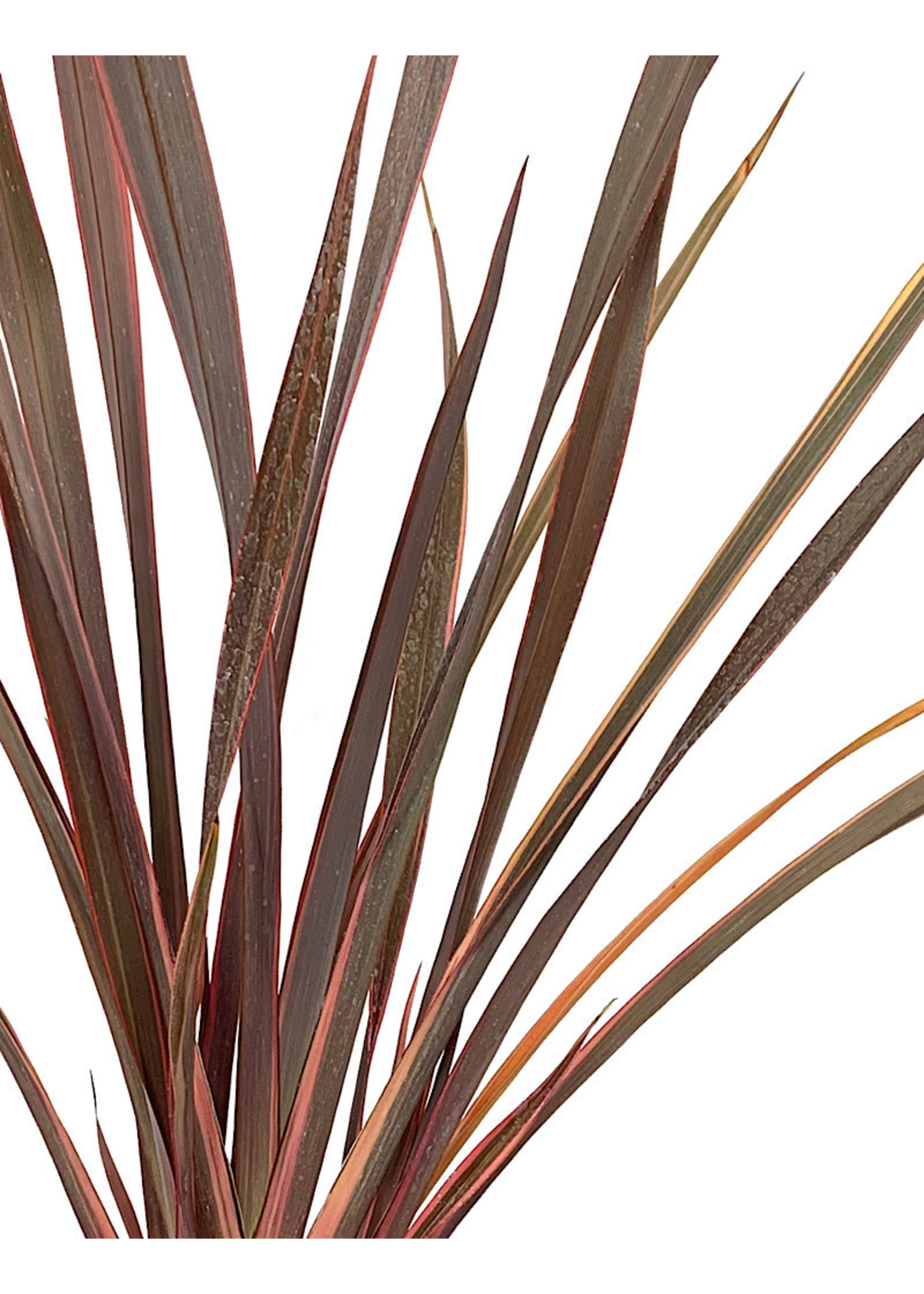 Phormium tenax 'Sundowner'