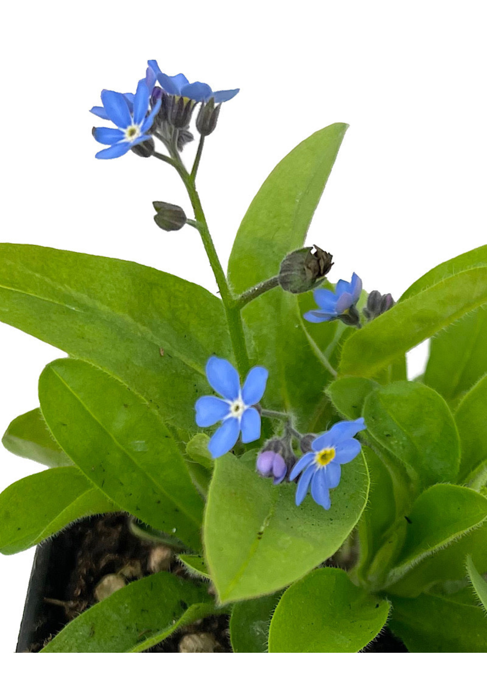 Myosotis sylvatica 'Victoria Blue Forget Me Not' 4 Inch