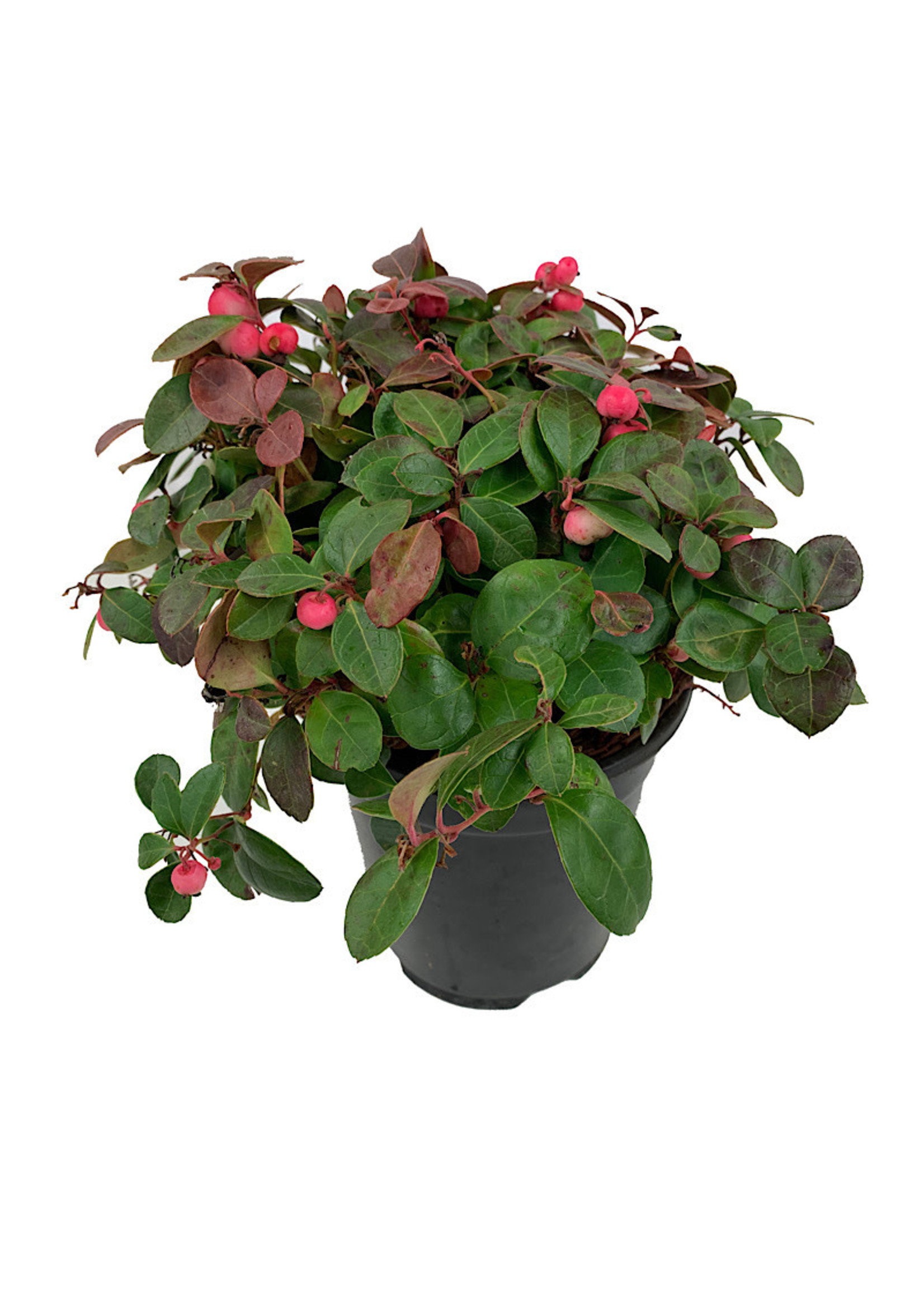 Gaultheria procumbens 'Peppermint Pearl'  1 gal