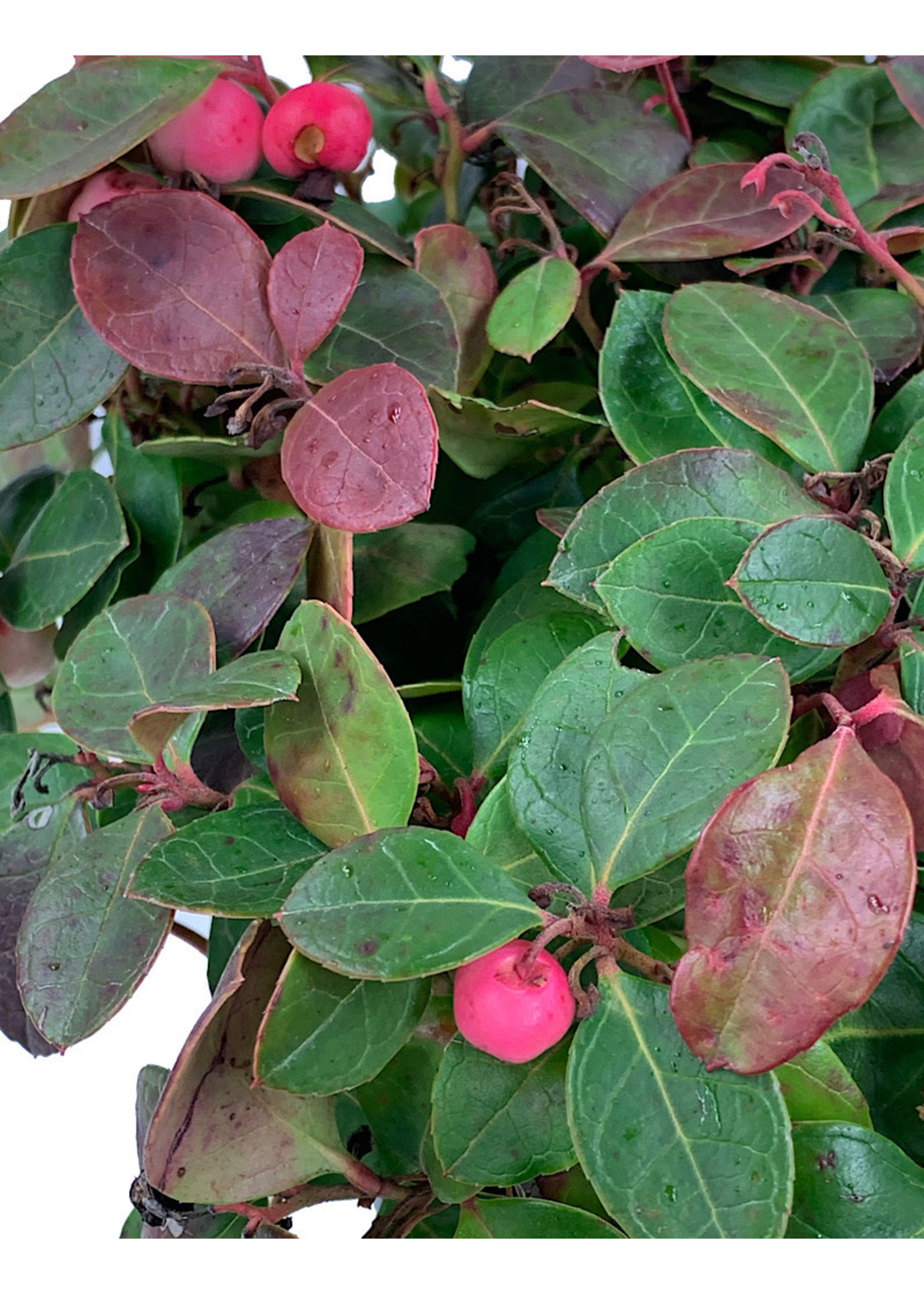 Gaultheria procumbens 'Peppermint Pearl'  1 gal