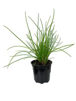 Chives 'Onion' 4 inch