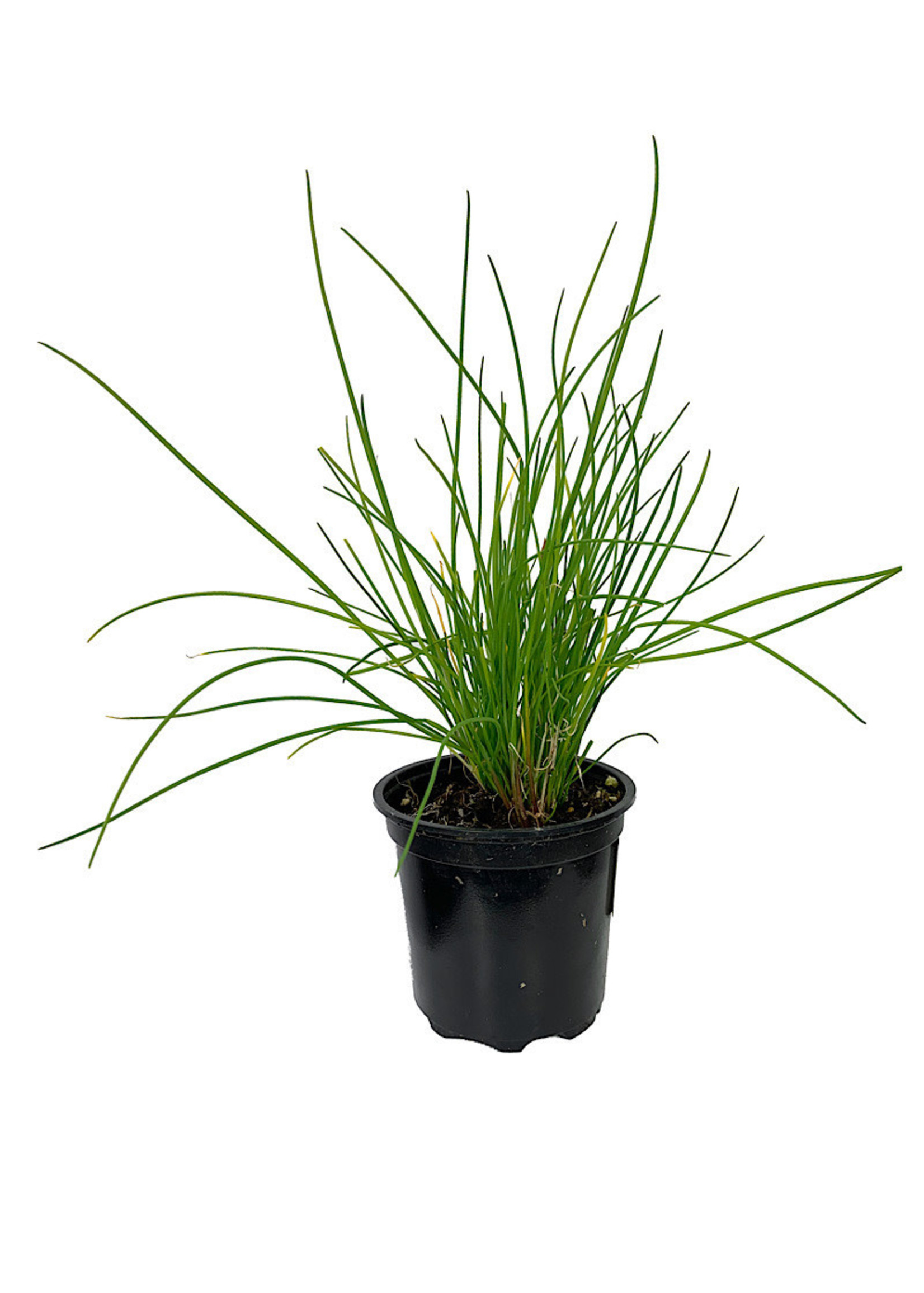 Chives 'Onion' 4 inch