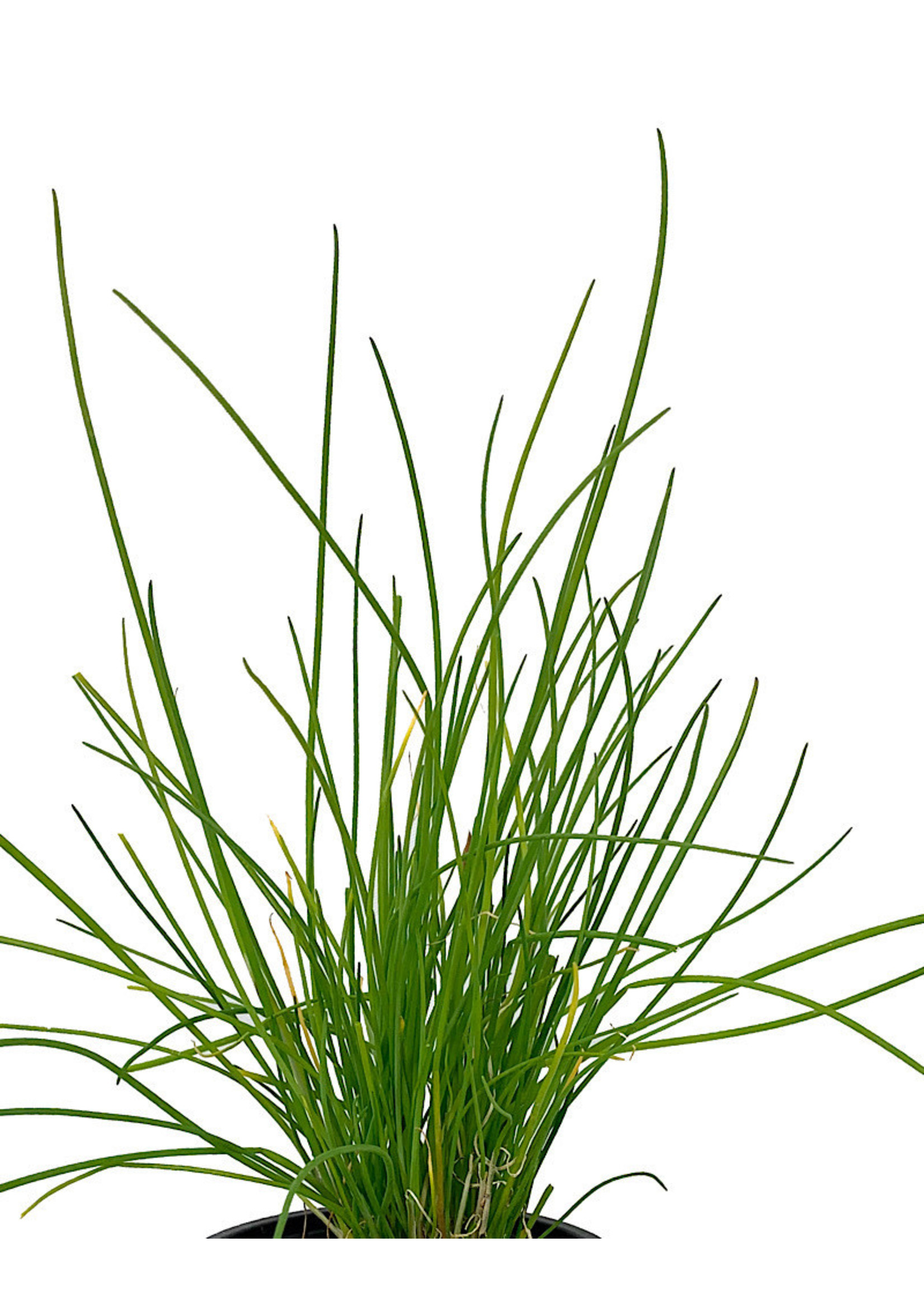 Chives 'Onion' 4 inch