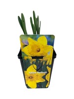 Daffodil Yellow 4 Inch