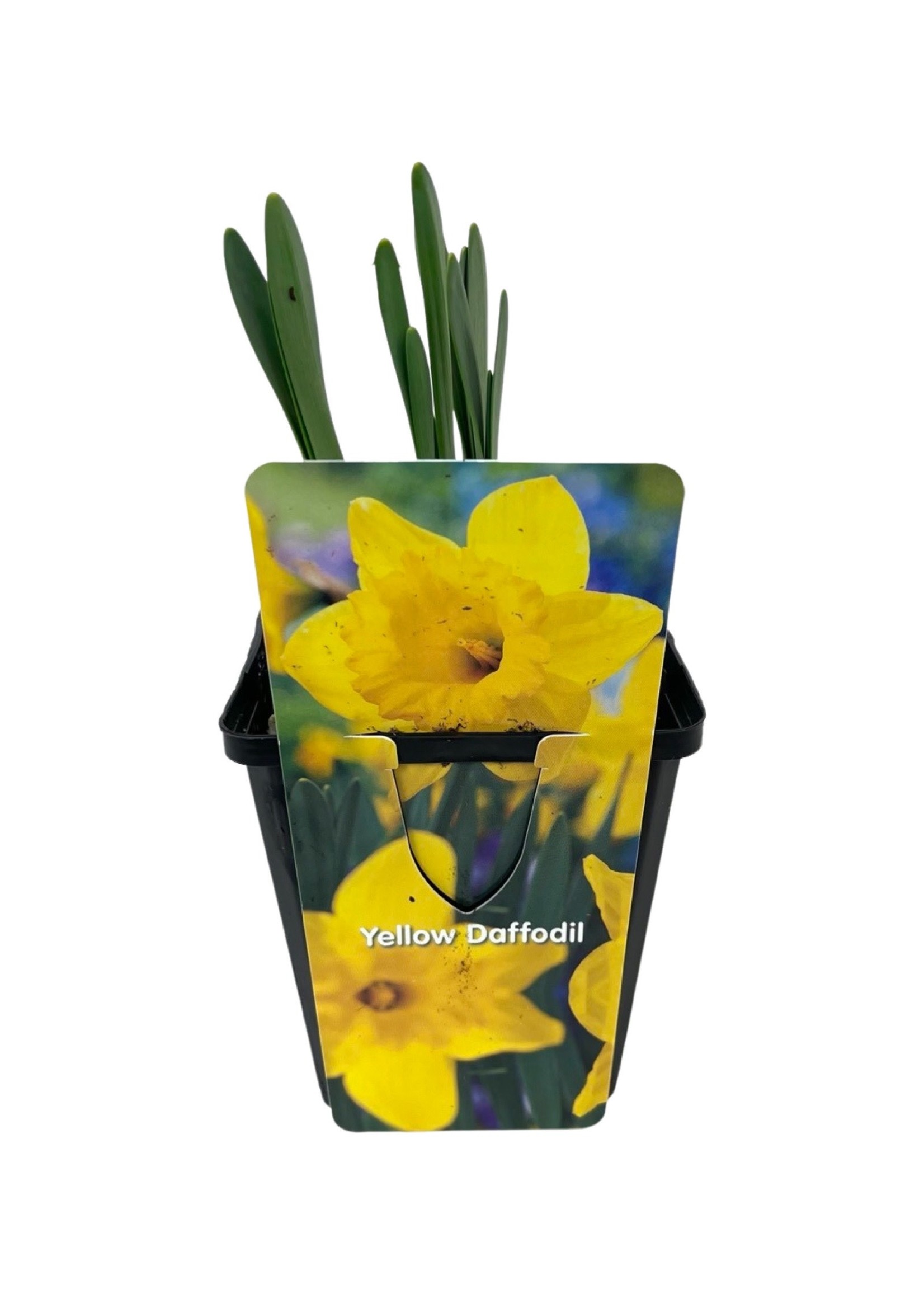 Daffodil Yellow 4 Inch