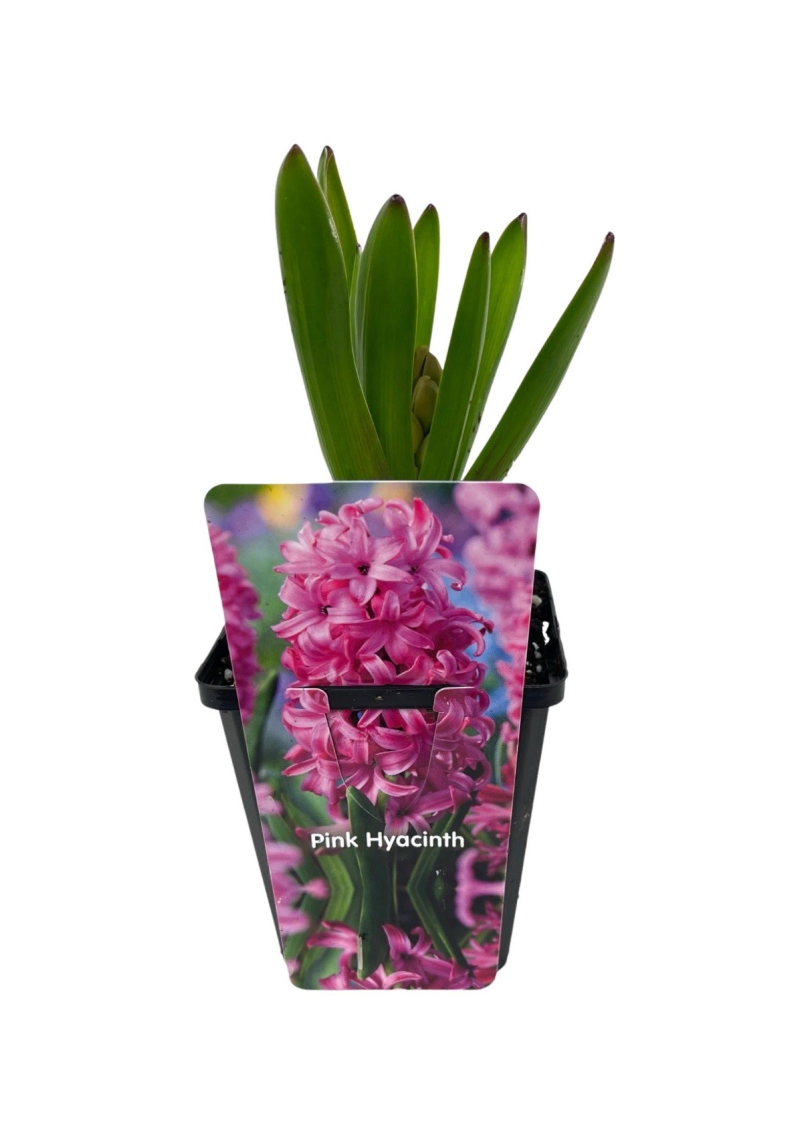 Hyacinthus orientalis 'Pink' 4 Inch