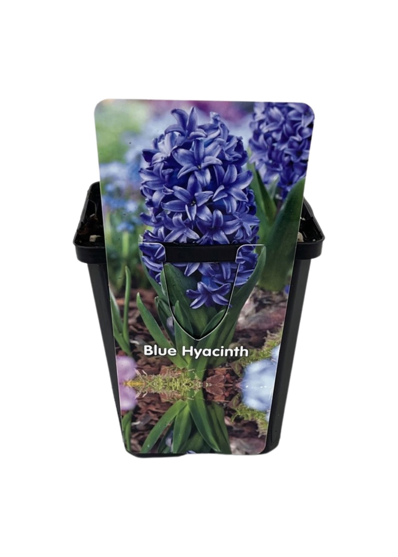 Hyacinthus orientalis 'Blue' 4 Inch