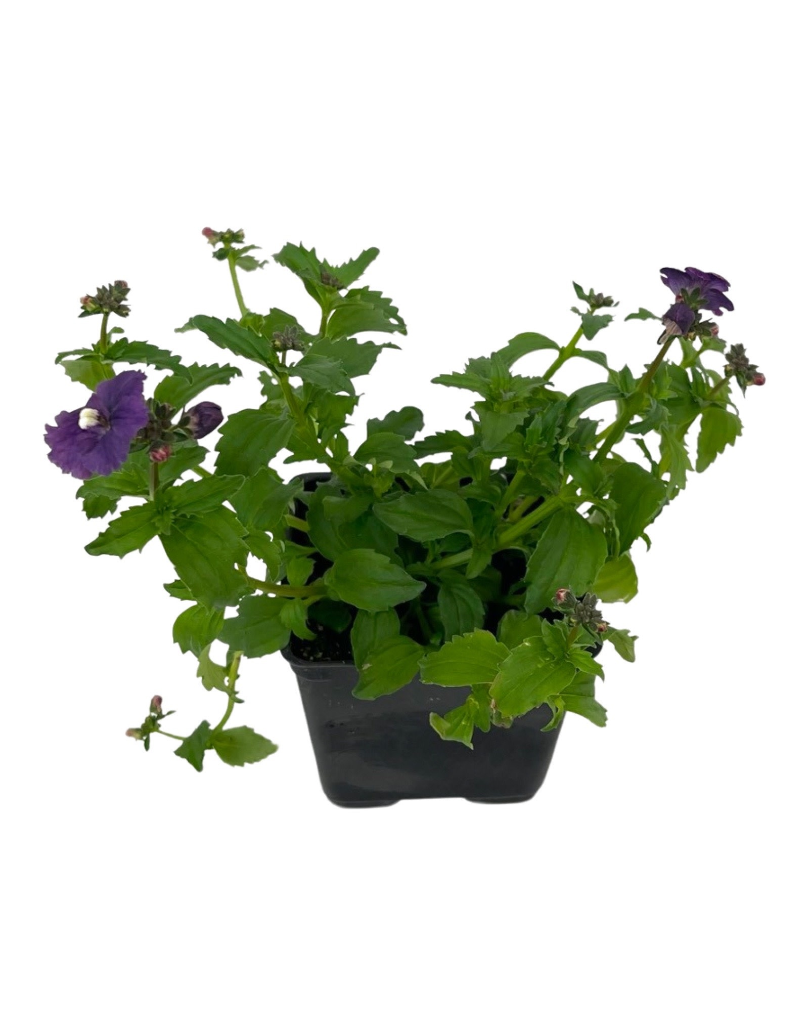 Nemesia nesia 'Denim' 4 Inch The Garden Corner