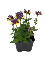 Nemesia 'Sunglow Yellow Bicolor' 4 Inch