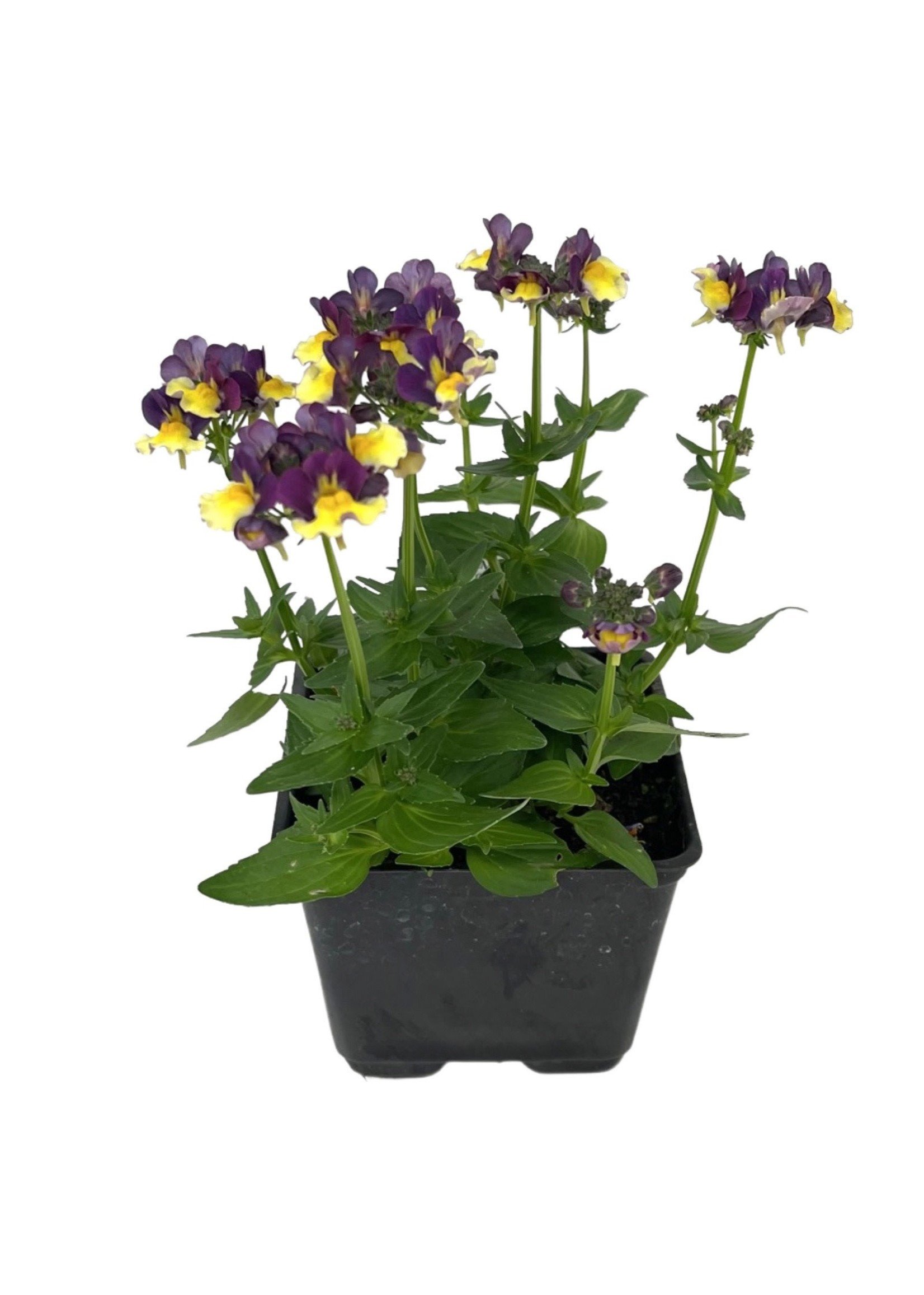 Nemesia 'Sunglow Yellow Bicolor' 4 Inch