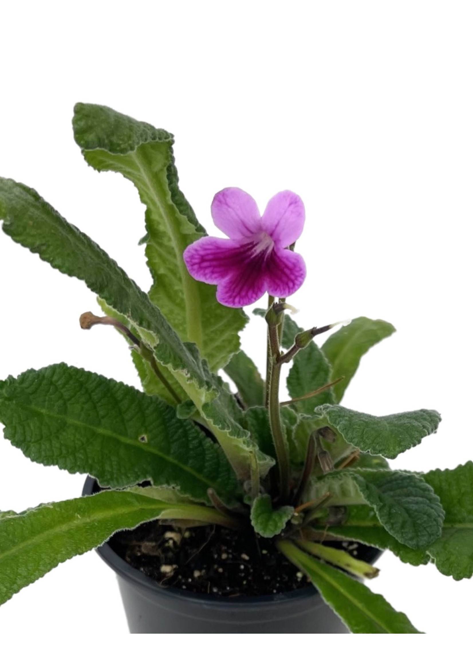 Streptocarpus 'Caitlin' Quart