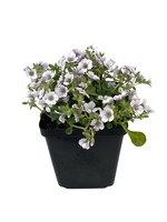 Gypsophila cerastoides 4 Inch