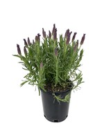 Lavandula stoechas 'LaVela Dark Violet' 1 Gallon