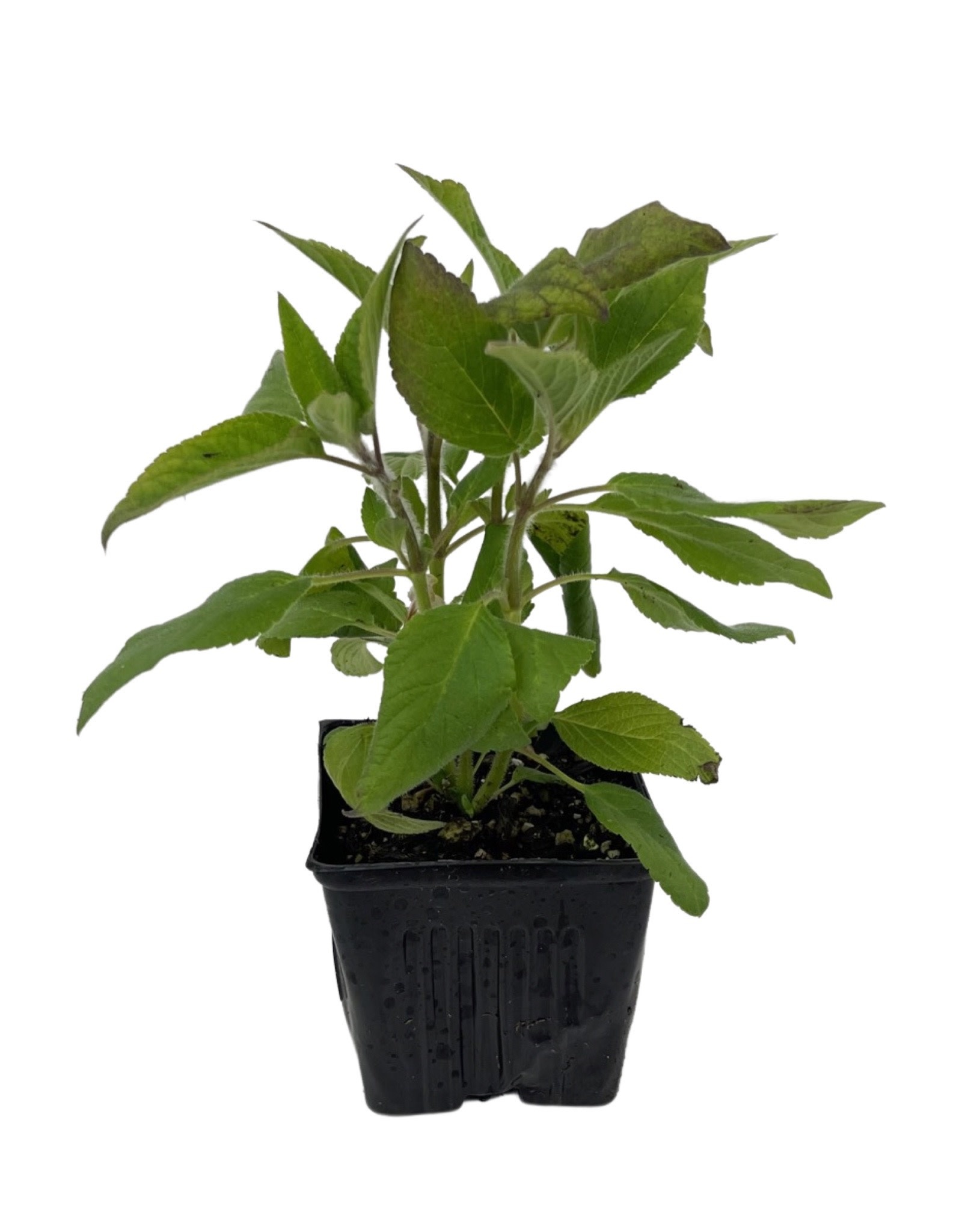 Salvia 'Pineapple Sage' 4 Inch The Garden Corner