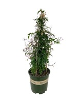 Jasminum polyanthum 2 Gallon