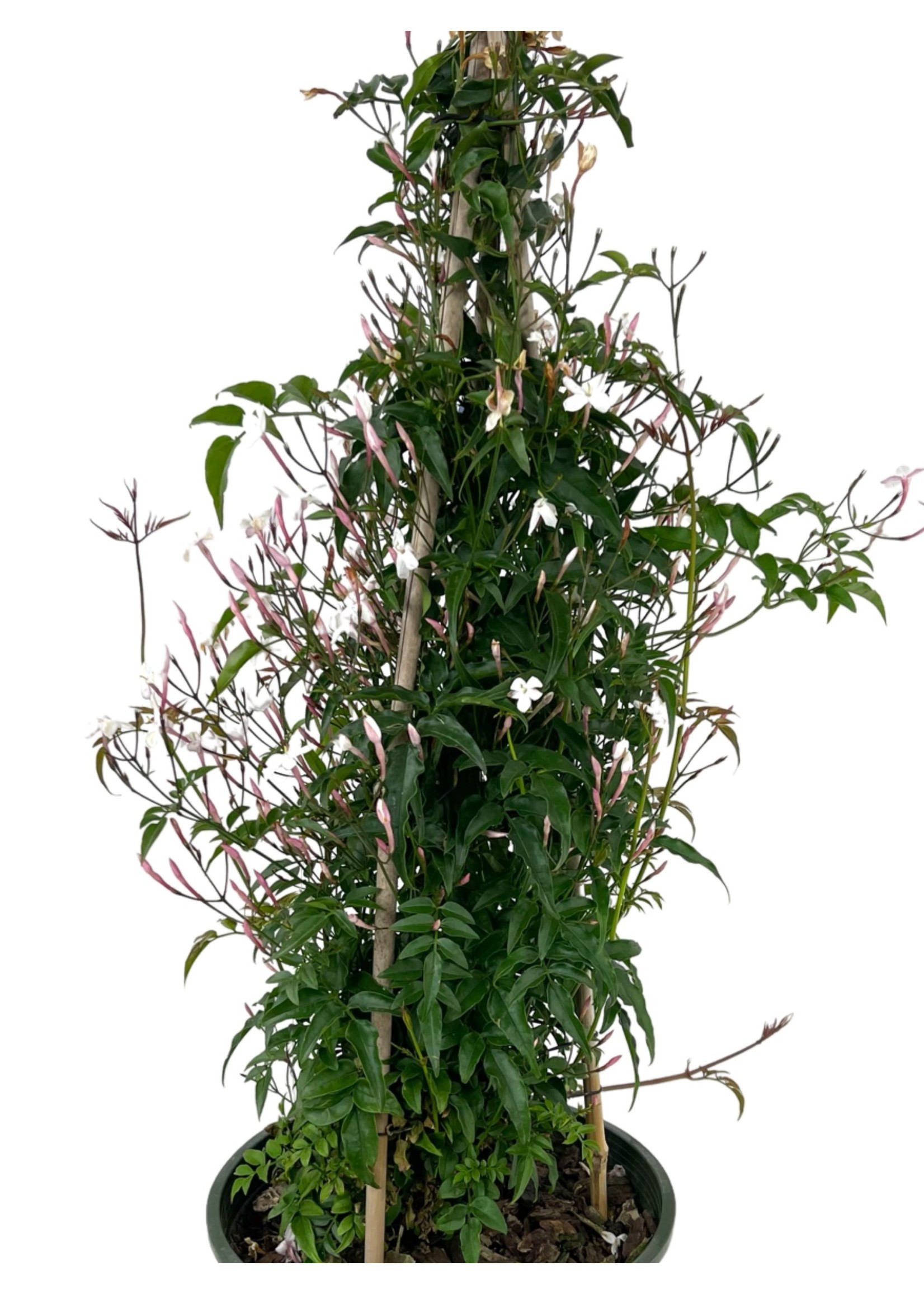 Jasminum polyanthum 2 Gallon