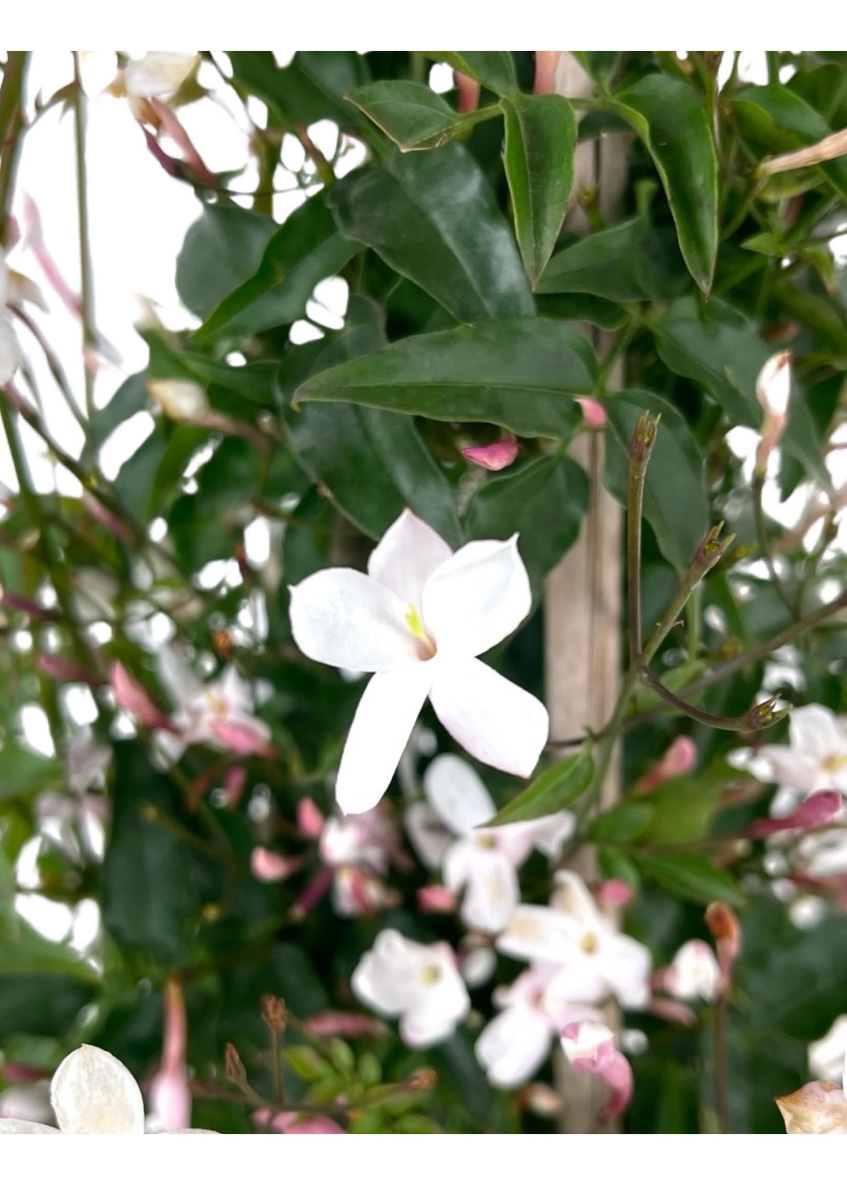 Jasminum polyanthum 2 Gallon