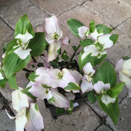 How to Care for Tradescantia Blushing Bride: Mastering Water, Sunlight &  More