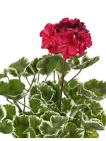 Geranium Fancy Leaf 'Wilhelm Langguth' 4 Inch