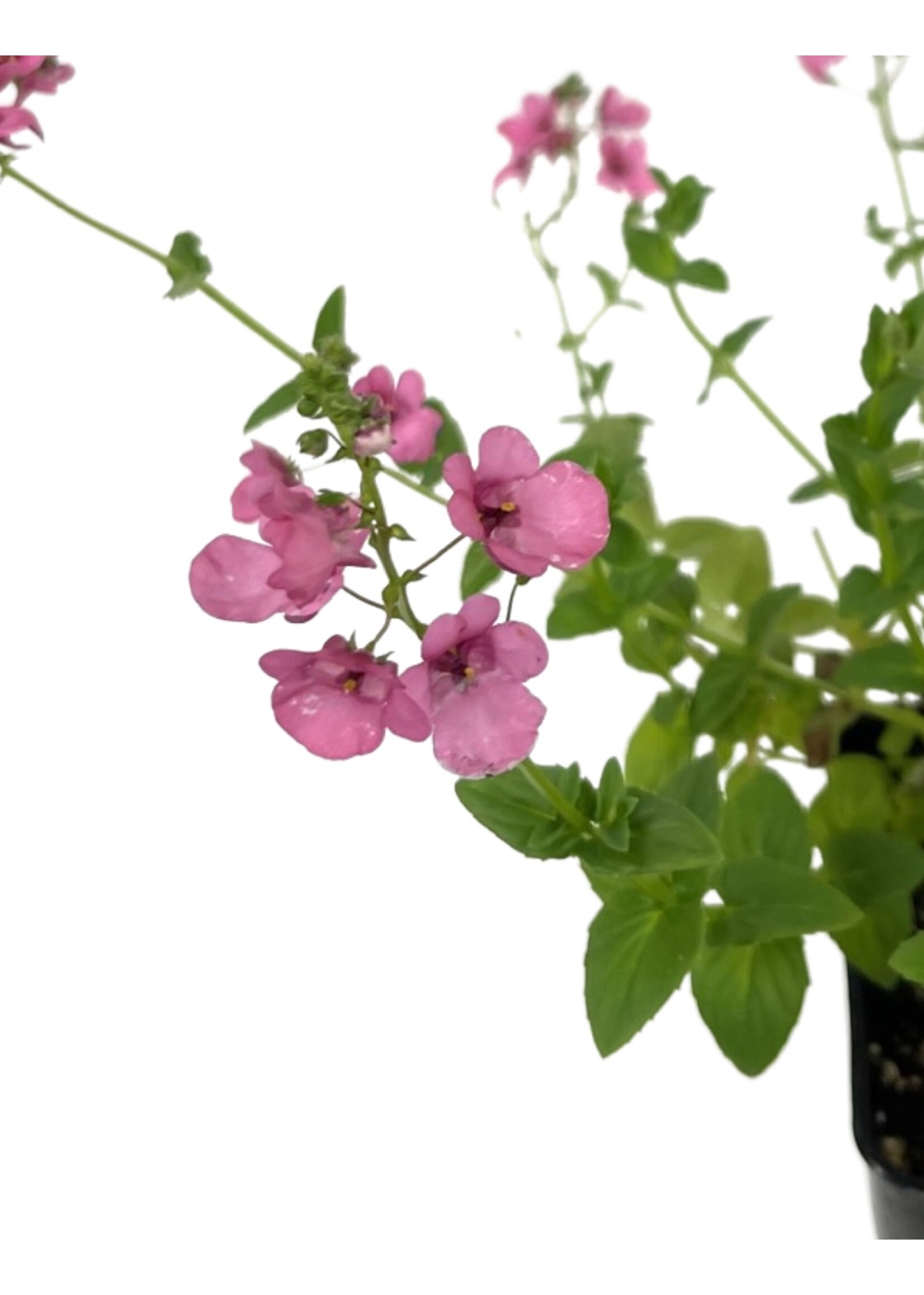 Diascia 'My Darling Berry' 4 Inch