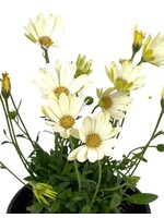 Osteospermum 'Voltage White' 6 Inch