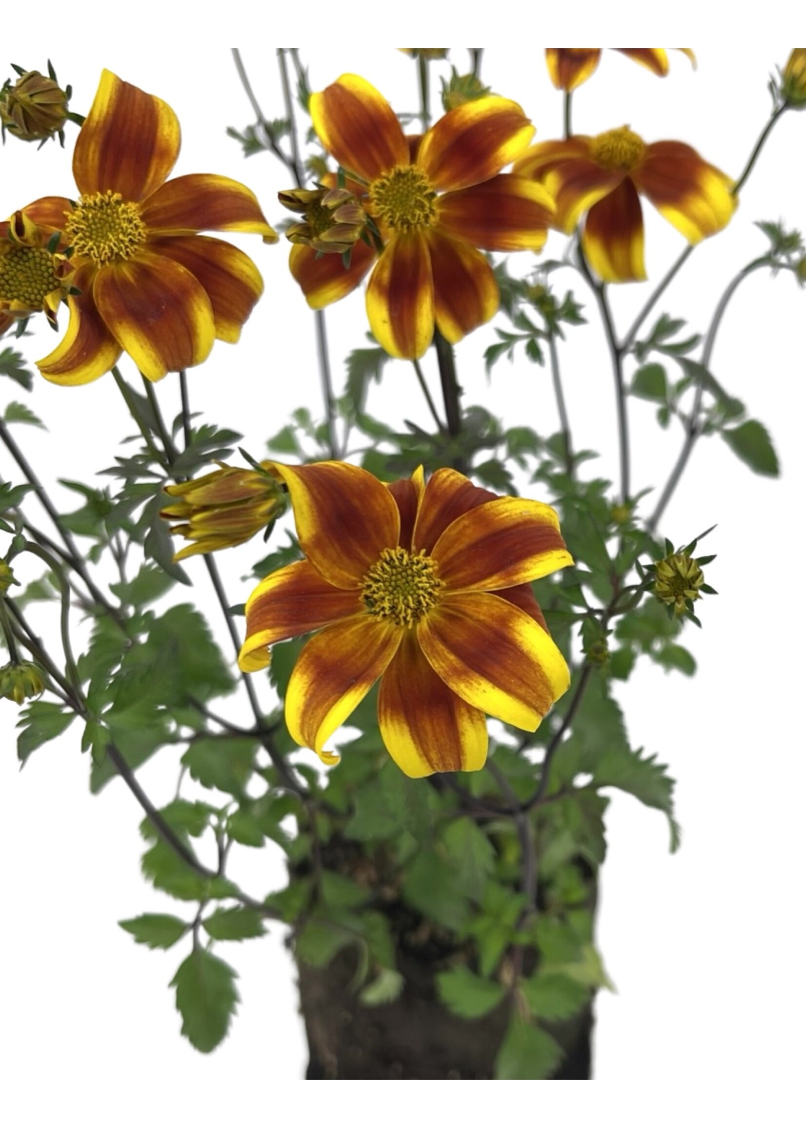 Bidens 'Bee Bold' 4 Inch