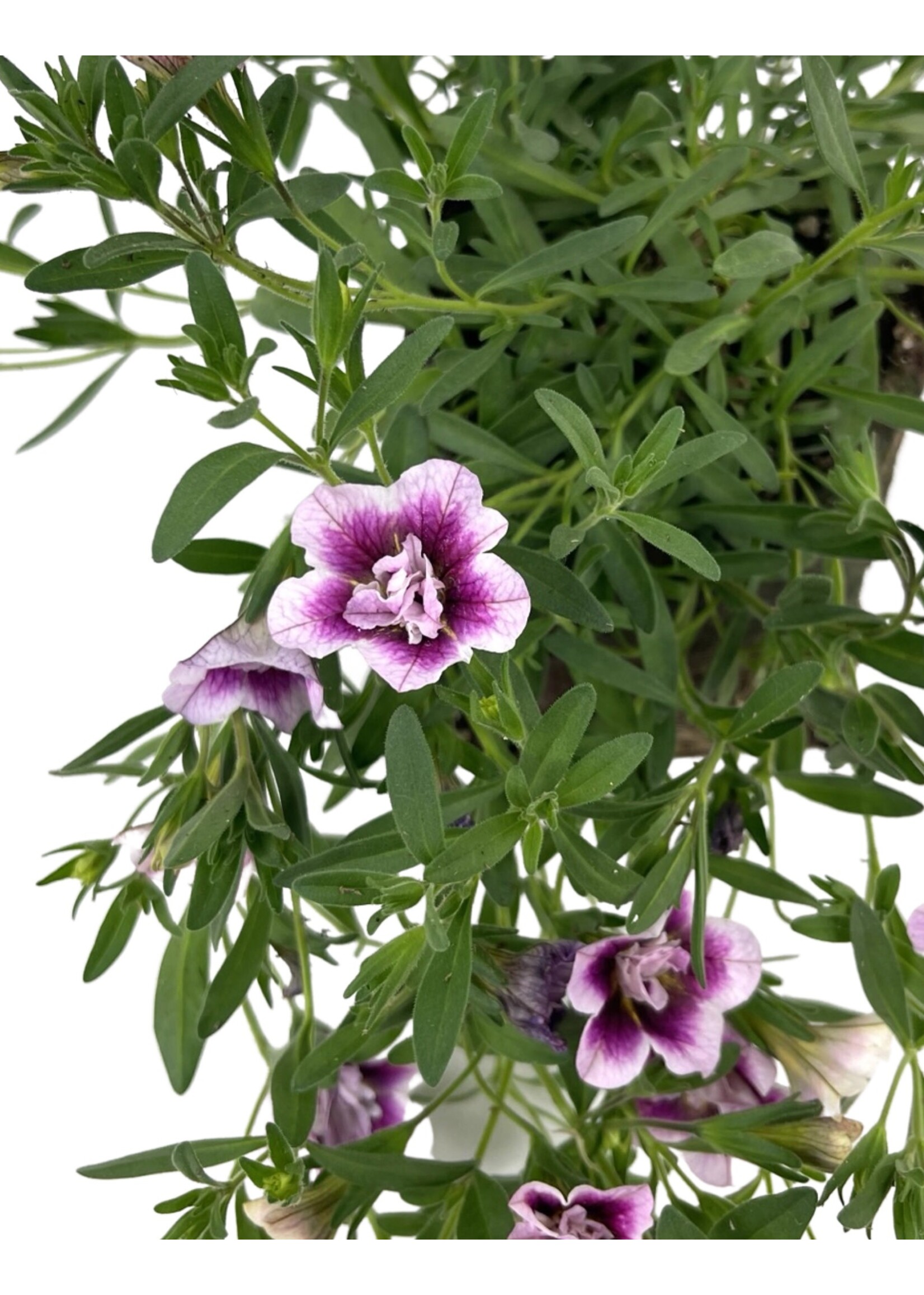 Calibrachoa 'Double Pinktastic' 4 Inch