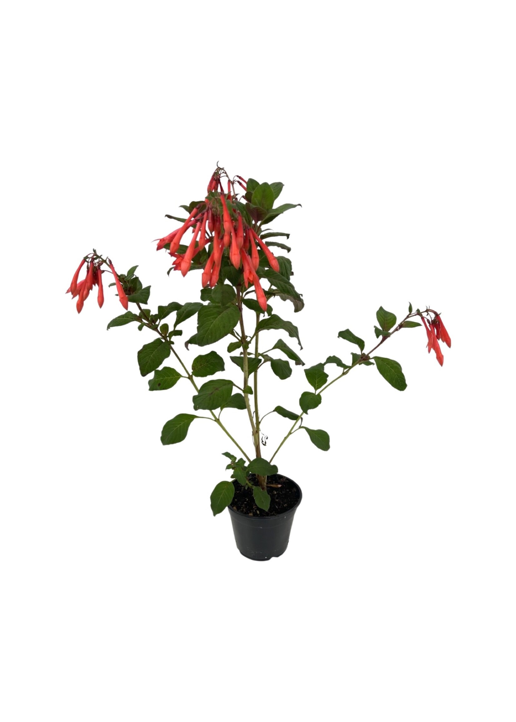 Fuchsia 'Gartenmeister'